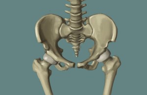 pelvis