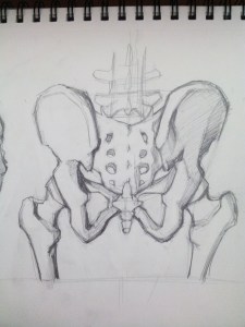 pelvis2